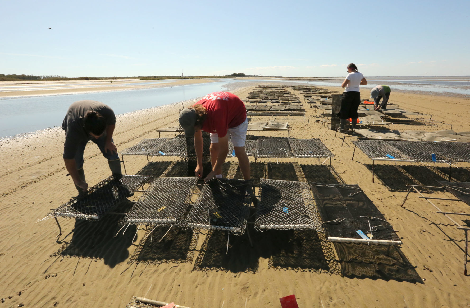 Delaware Bay Oyster Farming
